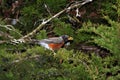 American Robin With Juniper Berry In Beak Profile Royalty Free Stock Photo