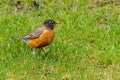 American Robin looking for food