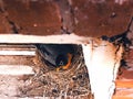 An american robin mother bird sitting on the eggs Royalty Free Stock Photo