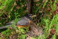 American robin nest with babies with parent feeding