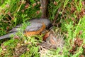 American robin nest with babies with parent feeding Royalty Free Stock Photo