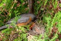 American robin nest with babies with parent feeding