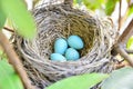 American Robin nest with 4 blue eggs