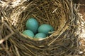 American Robin nest with eggs Royalty Free Stock Photo