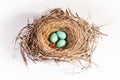 American Robin Nest with Eggs Royalty Free Stock Photo