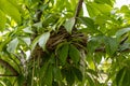American robin nest - hidden in cherry tree leaves