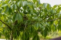 American robin nest - hidden in cherry tree leaves