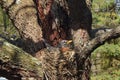 American Robin nesting in Redbud Royalty Free Stock Photo