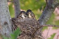 American robin nestlings Royalty Free Stock Photo
