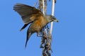 Fluttering robin lands with black berry in beak Royalty Free Stock Photo