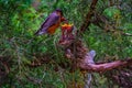 American robin parents are feeding their babies with worms Royalty Free Stock Photo