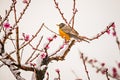 American robin perched on blooming peach tree in spring snow Royalty Free Stock Photo