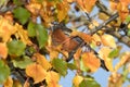 An American robin perched on a bracnh with fall colors in the background