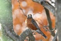 An American robin perched on a bracnh with fall colors in the background