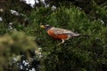 American Robin Perched On Cedar Tree Branch With Berry In Beak Profile 2 Royalty Free Stock Photo