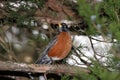 American Robin Perched on Cedar Tree Branch Head Turned Royalty Free Stock Photo