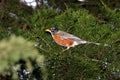 American Robin Perched On Cedar Tree Branch Profile 3 Royalty Free Stock Photo