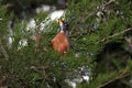 American Robin Perched And Covered With Cedar Leaves Royalty Free Stock Photo