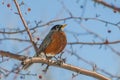 American Robin perched in a crabapple tree in the spring