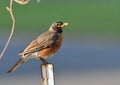 American Robin perched on fence post Royalty Free Stock Photo