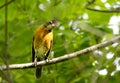 American Robin Perched with Head Tilted Royalty Free Stock Photo