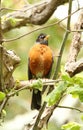 American Robin perched in tree