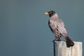 American Robin Perched on a Weathered Wooden Fence Post Royalty Free Stock Photo