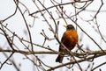 American Robin perching