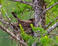 American Robin Photo and Image. Robin bird nesting on a tamarack tree with a blur background in its environment