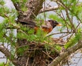American Robin Photo and Image. Robin nesting on a tamarack tree with a blur forest background in its environment and habitat