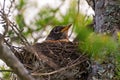 American Robin Photo and Image. Robin nesting on a tamarack tree with a blur forest background in its environment. Head shot