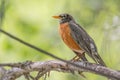 American robin portrait perched on a tree branch - beautiful sunlit blurry green bokeh background - Wood Lake Nature Center in Min