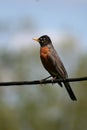 American Robin on Power Line Royalty Free Stock Photo