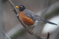 American Robin profile stance - Turdus migratorius