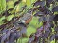 American robin with purple leaf sand cherries in fall Royalty Free Stock Photo