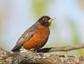 American Robin resting on a large branch