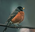 An American Robin on a branch in early spring