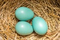 American Robin`s Eggs and Nest Royalty Free Stock Photo