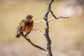 American robin singing in the morning sun