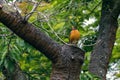 American Robin Sitting in a Large Tree in a Forest Royalty Free Stock Photo
