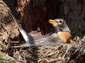 American Robin sitting on nest in Redbud tree Royalty Free Stock Photo