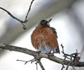 american robin sitting on a snow covered tree branch in park during snowy day in prospect park brooklyn, nyc Royalty Free Stock Photo