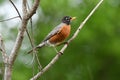 American Robin songbird Georgia birding USA