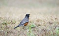 American Robin red breast bird, Monroe, Georgia, USA Royalty Free Stock Photo