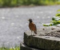 American Robin Standing on Bricks Royalty Free Stock Photo