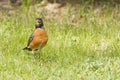 American robin standing in the grass Royalty Free Stock Photo