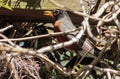 American Robin Standing Near Baby Bird Nest Royalty Free Stock Photo