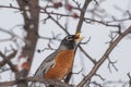 American Robin swallowing a berry from a crabapple tree in the spring