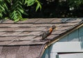 American Robin on Top of Shed Getting Ready to Fly