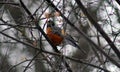 American robin in tree during cold winter